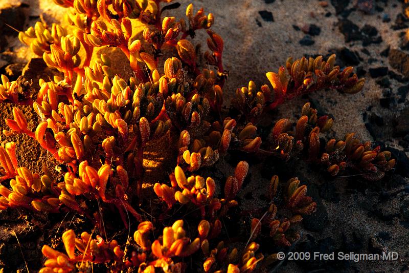 20090603_182151 D300 X1.jpg - A desert plant